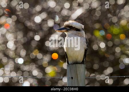 Ridendo Kookaburra con bokeh in background Foto Stock