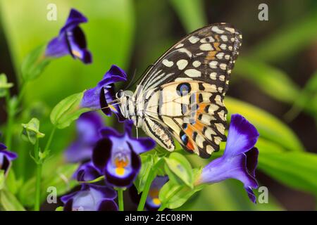 Lime farfalla, Papilio demoleus malayanus su Torenia fournieri Foto Stock