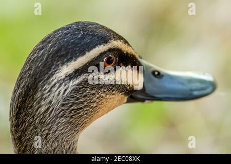 Primo piano testa di Pacific Black Duck a Bigswamp Bunbury Foto Stock