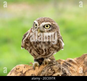 Piccolo gufo, Athene noctua Foto Stock