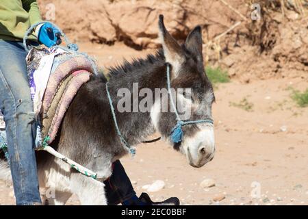 asino con una corda blu halter con sella e rider in jeans blu Foto Stock