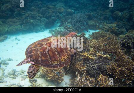 Tartaruga marina selvatica sul mare. Isola tropicale mare natura. Bandiera subacquea o snorkeling tartaruga marina. Foto subacquea tartaruga verde oliva. Aquat Foto Stock