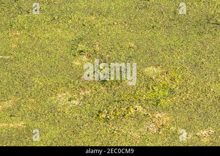 motivi anatre in giallo, marrone e verde chiaro Foto Stock