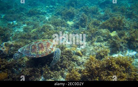 Tartaruga marina mangia alghe sul fondo del mare. Isola tropicale mare natura. Mare tartaruga snorkeling o diving banner. Foto subacquea tartaruga verde selvatica. M Foto Stock