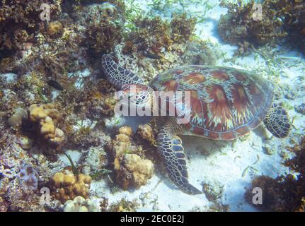 Tartaruga di mare riposa sul mare. Isola tropicale mare natura. Mare tartaruga snorkeling o diving banner. Foto subacquea tartaruga verde oliva. Marino A. Foto Stock