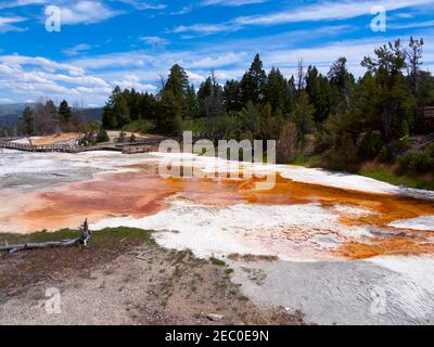 Molla erbosa, Mammoth Hot Springs, il Parco Nazionale di Yellowstone Foto Stock