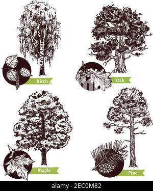 Quattro diversi alberi decidui di schizzo e lascia isolato il concetto di progettazione su sfondo bianco immagine vettoriale disegnata a mano Illustrazione Vettoriale