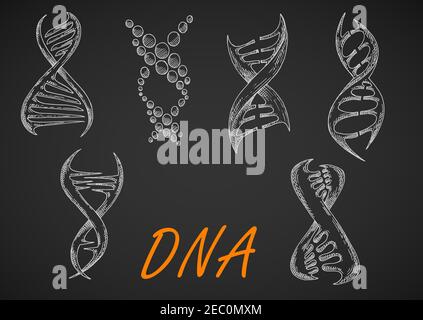 Chalk ha disegnato modelli di elica di DNA su lavagna, composta da filamenti e punti intrecciati astratti. Può essere utilizzato in medicina, ricerca scientifica o tecnologia genetica Illustrazione Vettoriale