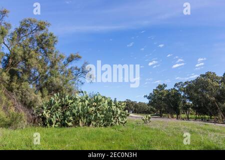 La foresta di eucalipti, i fitti di cactus sabra e l'erba verde in una giornata di sole sullo sfondo del cielo con le nuvole. Israele Foto Stock