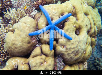 Stella marina sulla barriera corallina. Corallo giallo e stelle marine blu. Stella di pesce in riva al mare foto subacquea. Modello di banner tropicale per lo snorkeling. Fauna marina. M Foto Stock