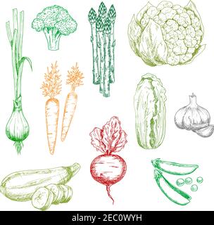Carota dolce e cipolla verde, broccoli e piselli, cavolo cinese, asparagi di zucchine e cavolfiore, aglio e verdure di barbabietola rossa. Schizzi di colore per Illustrazione Vettoriale