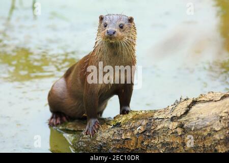 Lontra europea, Lutra lutra Foto Stock