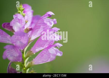 Phyostegia virginiana, pianta obbediente con fiori rosa e boccioli e foglie verdi, macro di incredibile Dainty o False Dragonhead, fuoco selettivo Foto Stock