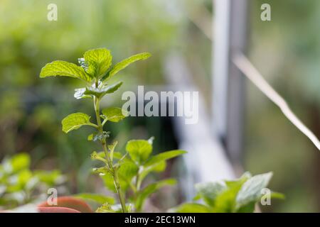 Erbe di menta e succulenti in una pentola di pianta di calcestruzzo, con fuoco selettivo, sparato dal lato. Diramazione isolata in luce morbida Foto Stock