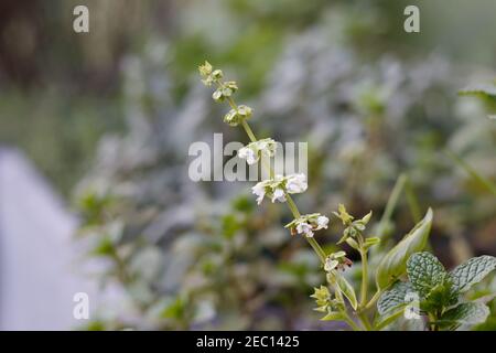 Gigli bianchi. Infiorescenza singola con altre piante frondose sullo sfondo. Messa a fuoco selettiva Foto Stock