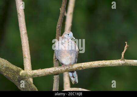 Luogo tranquillo, Geopelia placida Foto Stock