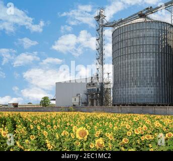 Silos agricoli - Edificio Esterno, stoccaggio ed essiccazione di grani, frumento, mais, soia, girasole contro il cielo blu con i campi di girasole. Foto Stock