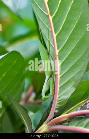 Mantis cinese (Tenoderera aridifolia sinensis) Foto Stock