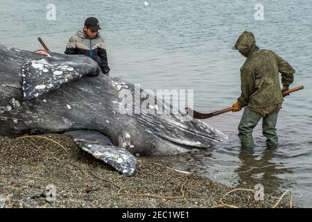 Lavrentia, regione di Chukotski, Russia - 5 agosto 2020: I nativi di Chukotka hanno catturato una balena e ora la stanno tagliando a pezzi. Foto Stock