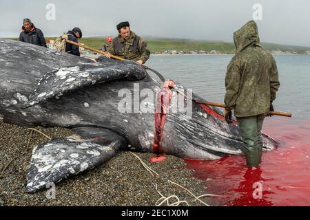 Lavrentia, regione di Chukotski, Russia - 5 agosto 2020: I nativi di Chukotka hanno catturato una balena e ora la stanno tagliando a pezzi. Foto Stock