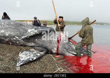 Lavrentia, regione di Chukotski, Russia - 5 agosto 2020: I nativi di Chukotka hanno catturato una balena e ora la stanno tagliando a pezzi. Foto Stock