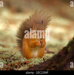 Eurasian red squirrel, Sciurus vulgaris Foto Stock
