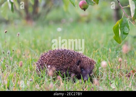 Hedgehog seduto in erba verde e guardando dritto, sfondo per la copia spazio Foto Stock