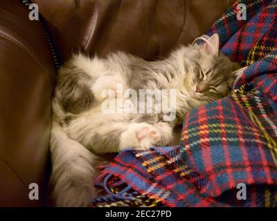 Siberian Forest Cat, gattino addormentato in una sedia Foto Stock