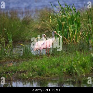 Roseate spatole, Platalea ajaja. Una coppia di spatole a Cameron Prairie N.W.R., Louisiana Foto Stock