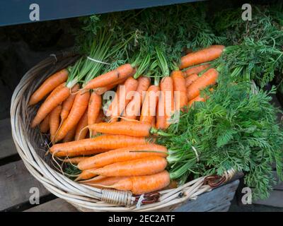 Mazzi di carote fresche in un cestino all'esterno di un fruttivendolo Foto Stock