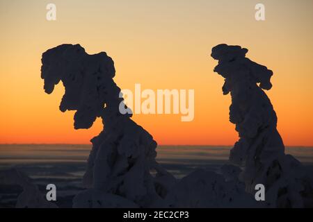 Schierke, Germania. 13 Feb 2021. Gli spruces ghiacciati si levano in piedi al mattino rosso sul brocken. Freddo ghiacciato il vento soffia oggi sul Brocken. Temperature di meno 20 gradi sono state misurate sul picco di Harz più alto. Solo pochi escursionisti si avventurarono al Brocken alle temperature ghiacciate per l'alba. Credit: Matrhias Bein/dpa-Zentralbild/dpa/Alamy Live News Foto Stock