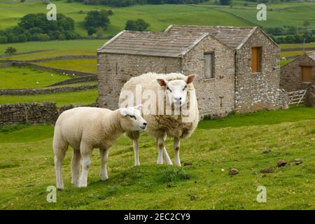 Pecora con agnello a Swaledale, Yorkshire Dales National Park. I granai in pietra e le pareti in pietra arenaria sono tipici del paesaggio delle valli dello Yorkshire. Foto Stock