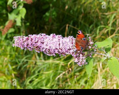 Farfalla di pavone, Peacock europeo, Aglais io, su Buddleia davidii Bush bloom Foto Stock