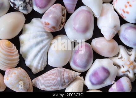 Bianco viola mare conchiglie sfondo. Chiocchette piccole. Modello banner shell mare. Isola tropicale mare scoperta. Esotica spiaggia dell'isola. WA Foto Stock