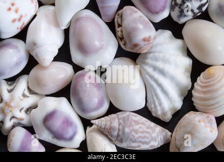 Bianco pallido mare conchiglie sfondo. Chiocchette piccole. Modello banner shell mare. Isola tropicale mare scoperta. Esotica spiaggia dell'isola. Caldo Foto Stock