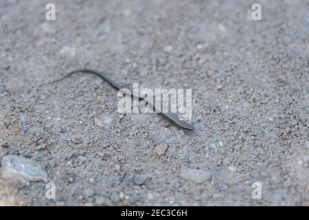 Lucertola europea senza legione Pseudopus apodus a İzmir, Turchia Foto Stock