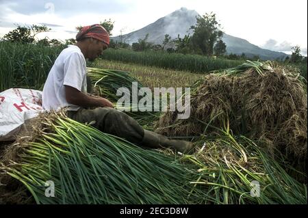 Karo, Indonesia. 13 Feb 2021. Gli agricoltori hanno visto durante la raccolta nel villaggio di Kuta Tonggal ai piedi del vulcano Sinabung a Karo, provincia di Sumatra del Nord, Indonesia il 10 febbraio 2021. Photo by Aditya Sutanta/ABACAPRESS.COM Credit: Abaca Press/Alamy Live News Foto Stock