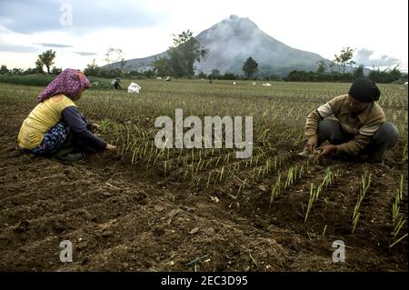 Karo, Indonesia. 13 Feb 2021. Gli agricoltori hanno visto durante la raccolta nel villaggio di Kuta Tonggal ai piedi del vulcano Sinabung a Karo, provincia di Sumatra del Nord, Indonesia il 10 febbraio 2021. Photo by Aditya Sutanta/ABACAPRESS.COM Credit: Abaca Press/Alamy Live News Foto Stock