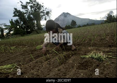 Karo, Indonesia. 13 Feb 2021. Gli agricoltori hanno visto durante la raccolta nel villaggio di Kuta Tonggal ai piedi del vulcano Sinabung a Karo, provincia di Sumatra del Nord, Indonesia il 10 febbraio 2021. Photo by Aditya Sutanta/ABACAPRESS.COM Credit: Abaca Press/Alamy Live News Foto Stock