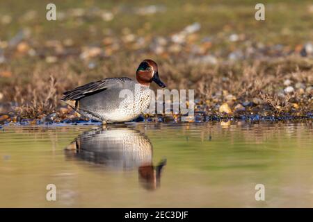 Teal eurasiatico, Anas crecca, alimentazione maschile adulti in acque poco profonde, Norfolk, Inghilterra, Regno Unito Foto Stock