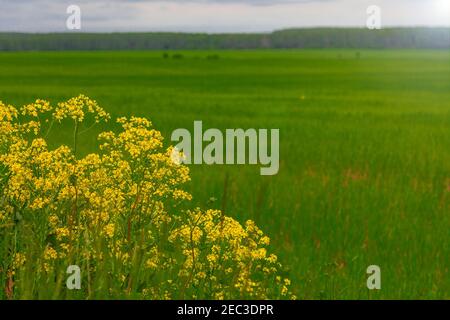 Lussureggiante cespuglio con fiori gialli cresce sul bordo di il campo verde Foto Stock