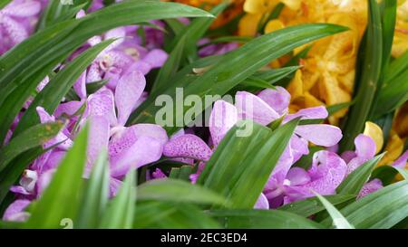 Macro offuscata in primo piano, fiori di orchidee tropicali colorati in giardino primaverile, petali teneri tra il verde soleggiato lussureggiante fogliame. Astratto sfondo esotico naturale w Foto Stock