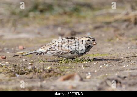 Lapponia o Lapponia longspur, Calcarius lapponicus, adulto in inverno piombare l'alimentazione su breve vegetazione, Norfolk, Inghilterra, Regno Unito Foto Stock