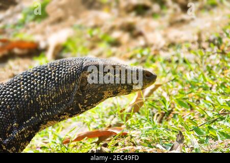 Monitor Lizard (Asian Water monitor, kabaragoya, Varanus salvator salvator). Primo piano verticale a mezza lunghezza. Sottospecie endemica nello Sri Lanka Foto Stock