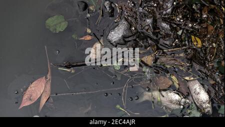 Carpa cinese morta (White amur, Ctenopharyngodon idella) nel laghetto circondato da rifiuti domestici, plastica. Allevamento ittico e morte per mancanza di ossig Foto Stock