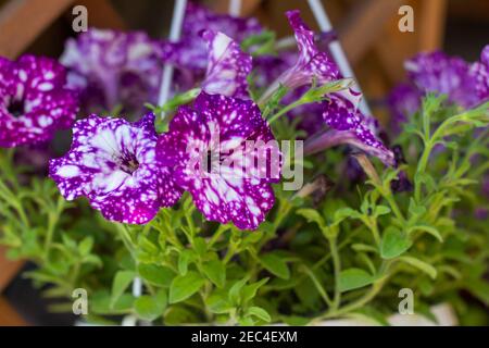 Bella petunia viola fiorente in un recipiente appeso sulla veranda estiva o gazebo. Foto Stock