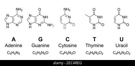 Nucleobasi primarie, formule chimiche e strutture scheletriche. Adenina, guanina, citosina, timina, uracile, rappresentata dalle lettere A, G, C, T e U. Foto Stock