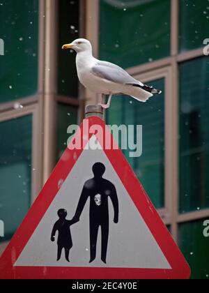 Neve che cade su un gabbiano di Brighton Foto Stock