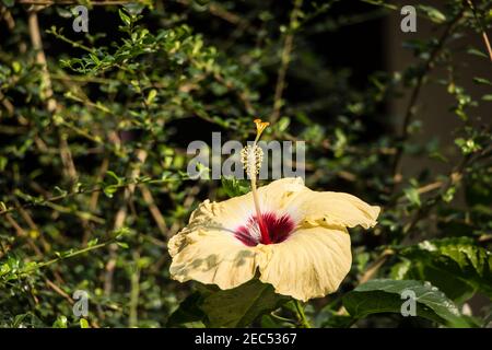 Primo piano di rana d'acqua su giallo Hibiscus rosa-sinensis Foto Stock