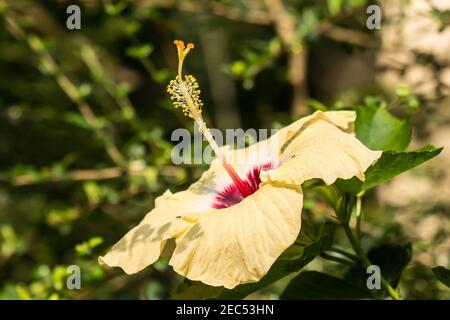 Primo piano di rana d'acqua su giallo Hibiscus rosa-sinensis Foto Stock